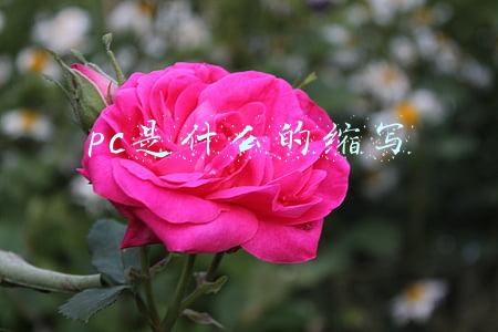 pc是什么的缩写