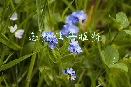 苹果手机怎样注册推特(Twitter会员能用NFT当头像，目前仅对苹果设备开放)