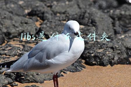 libs是什么文件夹可以删除吗(手机文件夹是英文，占空间还不敢乱删？花一分钟读懂手机语言)
