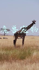 魔兽宠物技能栏怎么调整位置(梦幻西游：召唤兽速度与人物速度怎样调整最合理)