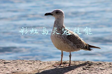 彩虹岛灵宠技能书出处(玩过很多2D网游，唯独忘不了《彩虹岛》，它到底有何神秘魔力？)
