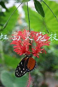 彩虹岛灵宠技能书需要属性表(做宠物殡葬师是什么体验 直到告别那一刻)