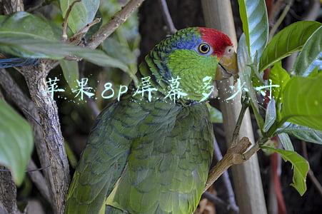 苹果8p屏幕多少寸