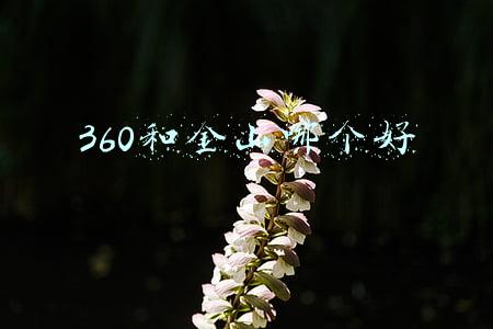金山和360哪个好用(安兔兔与鲁大师微博对喷？其实是金山和360之间的较量)