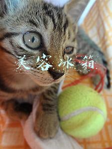 美容冰箱