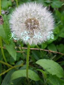 美容冰箱