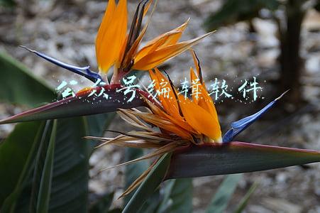 微信公众号编辑软件哪个好用(个人事项报告查询工具大全)