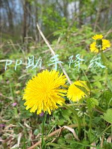 pp助手降级ios10(亲测ios11公测版/开发版成功降级ios10)