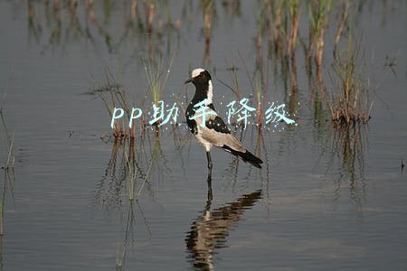 pp助手降级老版本微信(微信7.0.0怎么降级？微信7.0.0恢复降为6.7.4老版本详细教程)