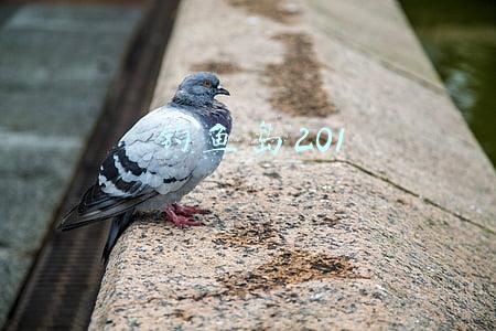 钓鱼到225去哪学(魔兽世界怀旧服：钓鱼300后上哪学？突破顶级钓鱼375详细攻略)