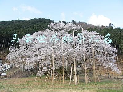 马云世界排第几名