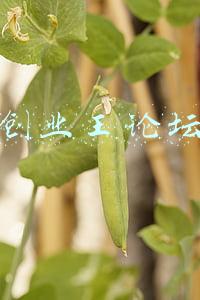 创业王论坛