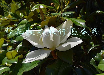移花接木软件怎么用