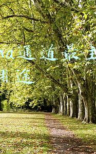 alpha通道最主要的用途是存储和建立选择范围(Ps学习笔记分享-通道篇)