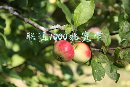 联通1000兆宽带