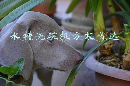 水槽洗碗机方太首选