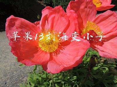 苹果13刘海小了多少(iPhone 13将刘海缺口缩窄了20% 但高度略有增加)