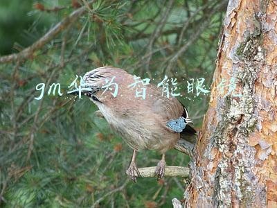 gm华为智能眼镜