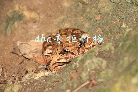dhc专柜地址(DHC限量版迪士尼公主唇膏梦幻预售，打造初春水漾甜吻)