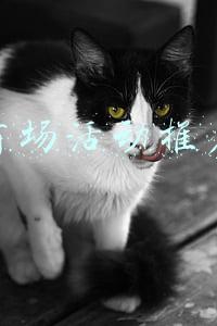商场活动推广朋友圈文案(2022春节短信营销文案，年货节短信群发模板)