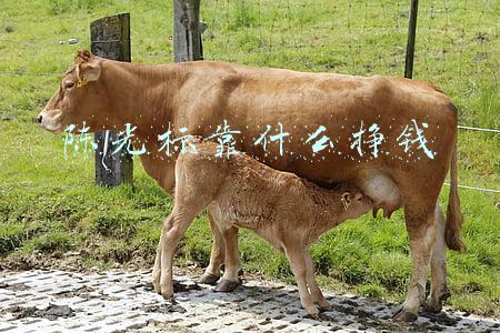 陈光标靠什么挣钱