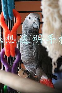 联想透明手机s800图片(超级详细的手机发展史（值得收藏）)