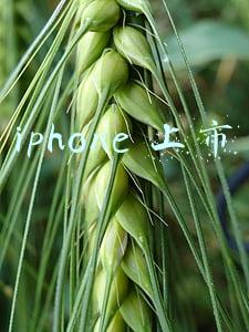 iphone 上市的时间(苹果官宣！iPhone 13系列终于来了：9月15日正式发布)