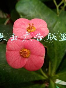 点击广告联盟