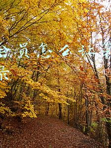 腾讯会员怎么让第二个人登录微信授权(微信又出新功能！网友：真香)