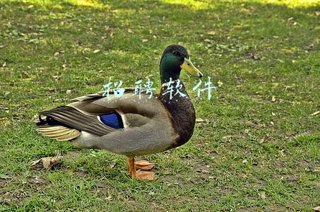 招聘软件哪个比较靠谱(找工作软件哪个好？选对软件才能快速找到好工作)