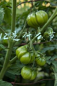 双12是什么节日啊(双12是什么节 双十一和双十二哪个更划算)