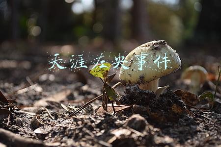 天涯左央事件