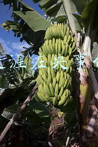 天涯左央事件