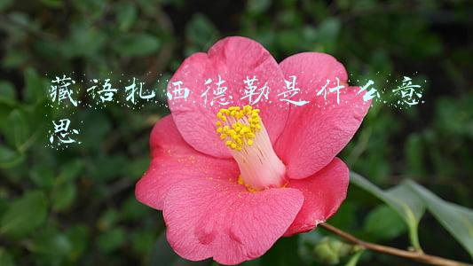 藏语扎西德勒是什么意思