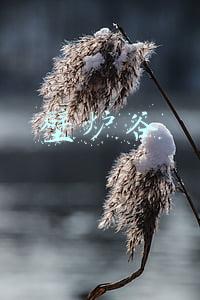 壁炉谷刷怪(一小时稳定100G收入 西瘟疫现在才是发财地)