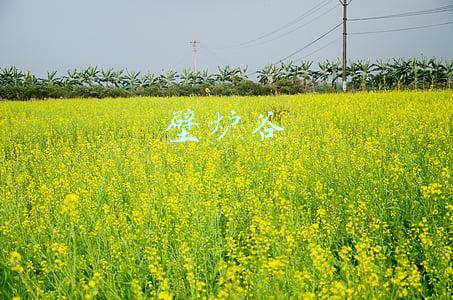 壁炉谷中寻找一处高地(《雄狮少年》：它以“裸奔”的状态出现在市场上，观众失去了坐标)