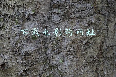 下载电影的网址怎么都没有了(刚上映的电影就遭盗版！片源从哪来的？)