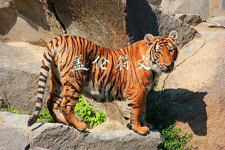 盖伦符文推荐(不出赛瑞尔达的怨恨也能减速留人，极地大乱斗盖伦恶心流玩法分享)