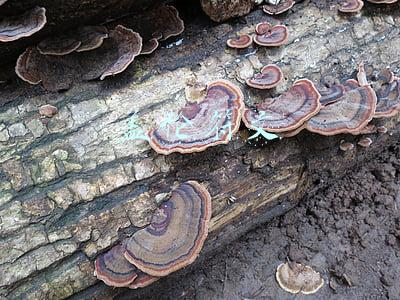 s12盖伦符文(LOL：S12新装备胜率排行，公理圆弧只能排第三，第一是坦克神器)