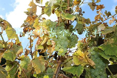 淘宝网红雪梨个人资料(雪梨：曾是王思聪女友，走红后开始膨胀，现被罚款6500万)
