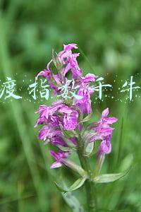 百度指数千牛帮