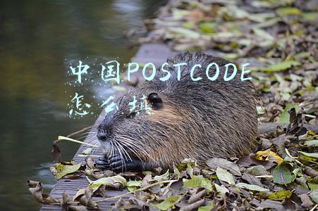 中国POSTCODE怎么填