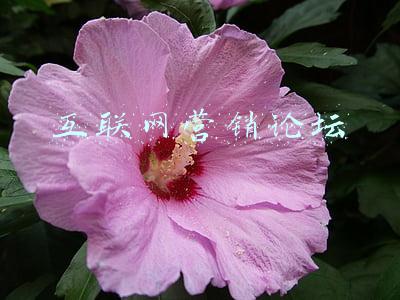 互联网营销论坛 互联网营销论坛