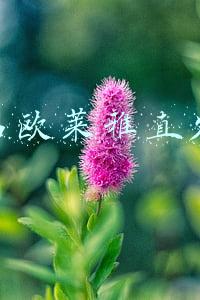 正品欧莱雅直发膏