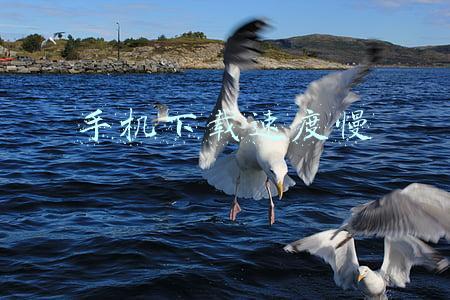 手机下载速度慢