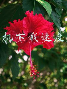 手机下载速度慢