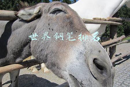 世界钢笔排名
