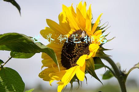 世界钢笔排名