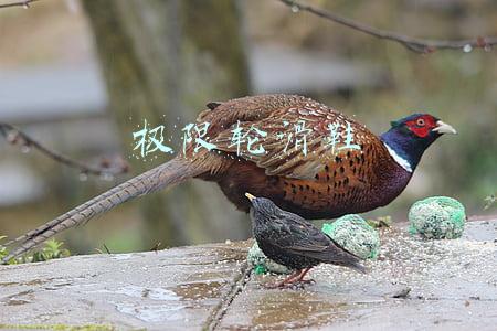 极限轮滑鞋