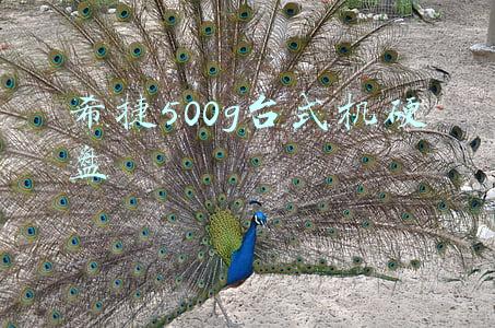 希捷500g固态硬盘价格(希捷酷鱼Fast SSD 500G开箱拆解评测)